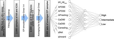 Assessment of Drug Proarrhythmicity Using Artificial Neural Networks With in silico Deterministic Model Outputs